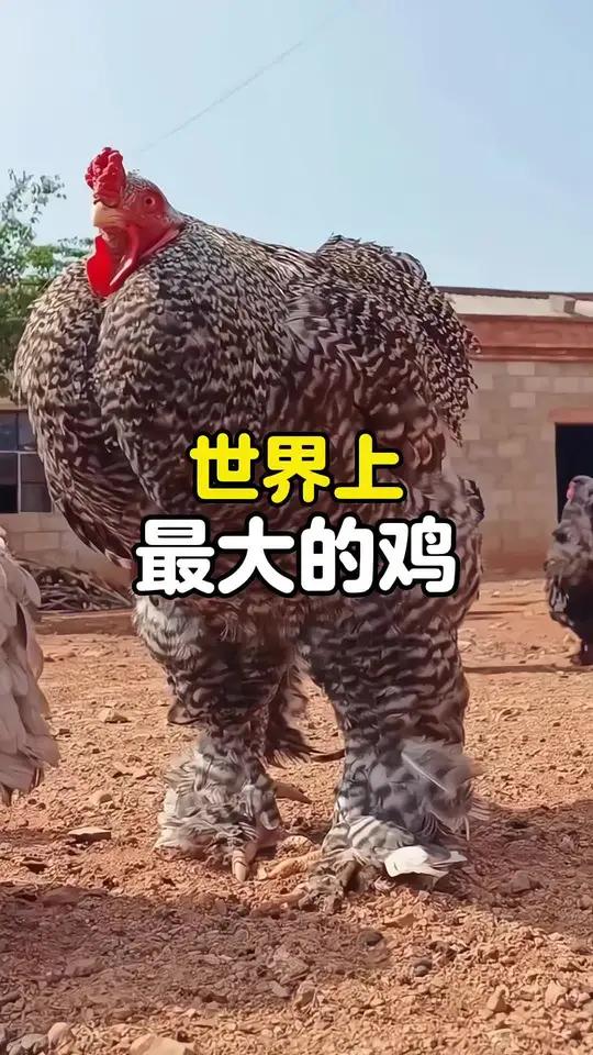 世界上最大的鸡