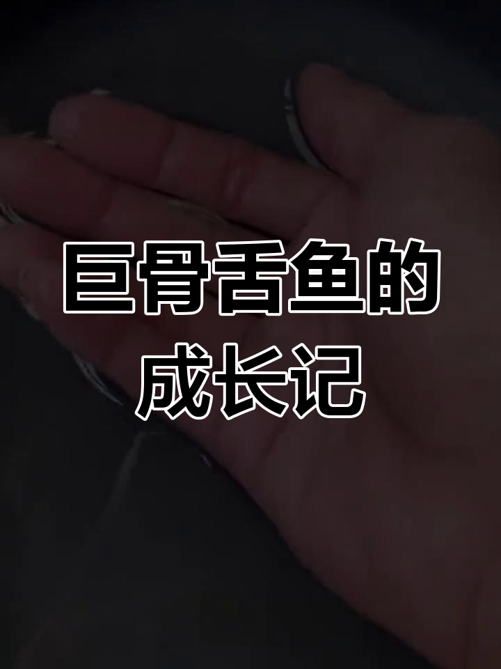 巨骨舌鱼从小到大的成长历程,看看这庞然大物如何蜕变