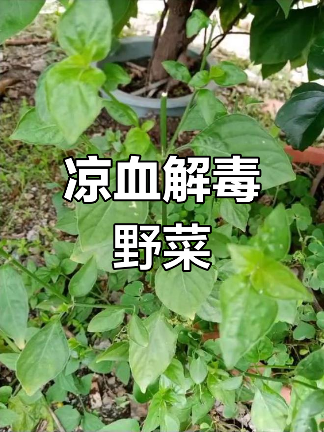 猪肝菜与狗肝菜的保健功效