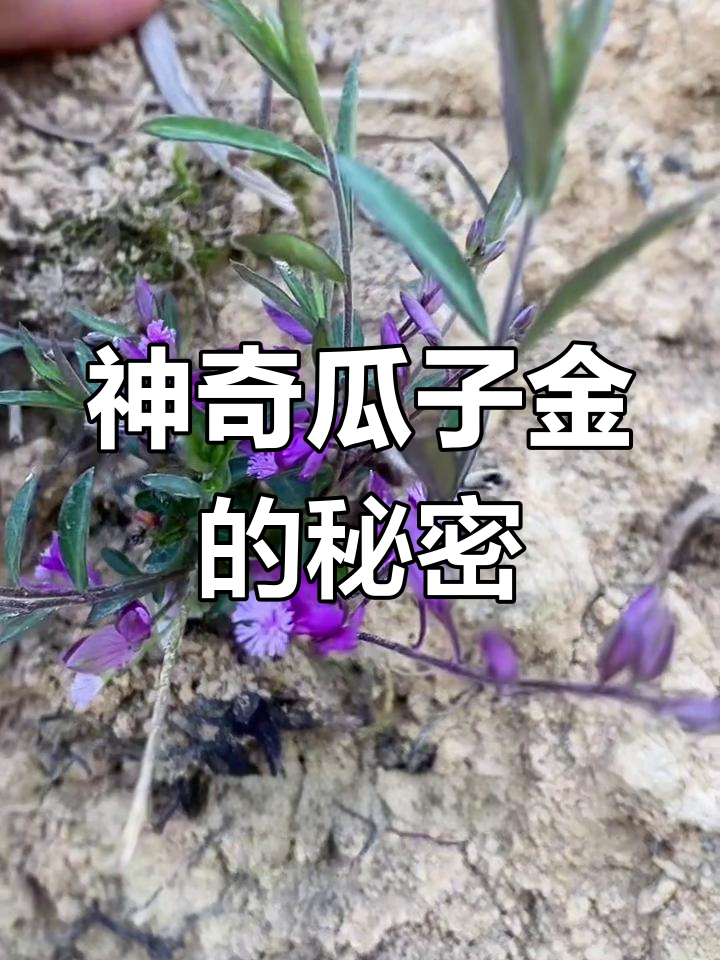 神奇瓜子金:从香脆零食到救命良药,解毒功效惊人