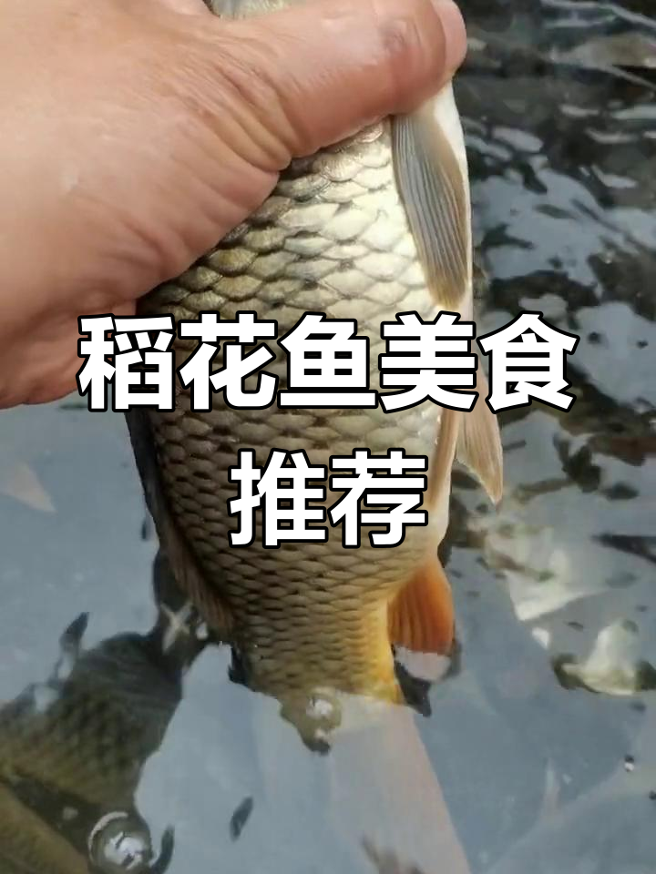 湘西稻花鱼与鲫鱼的独特美味,快来尝尝!