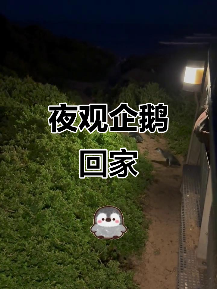 夜晚企鹅归巢,萌态十足!