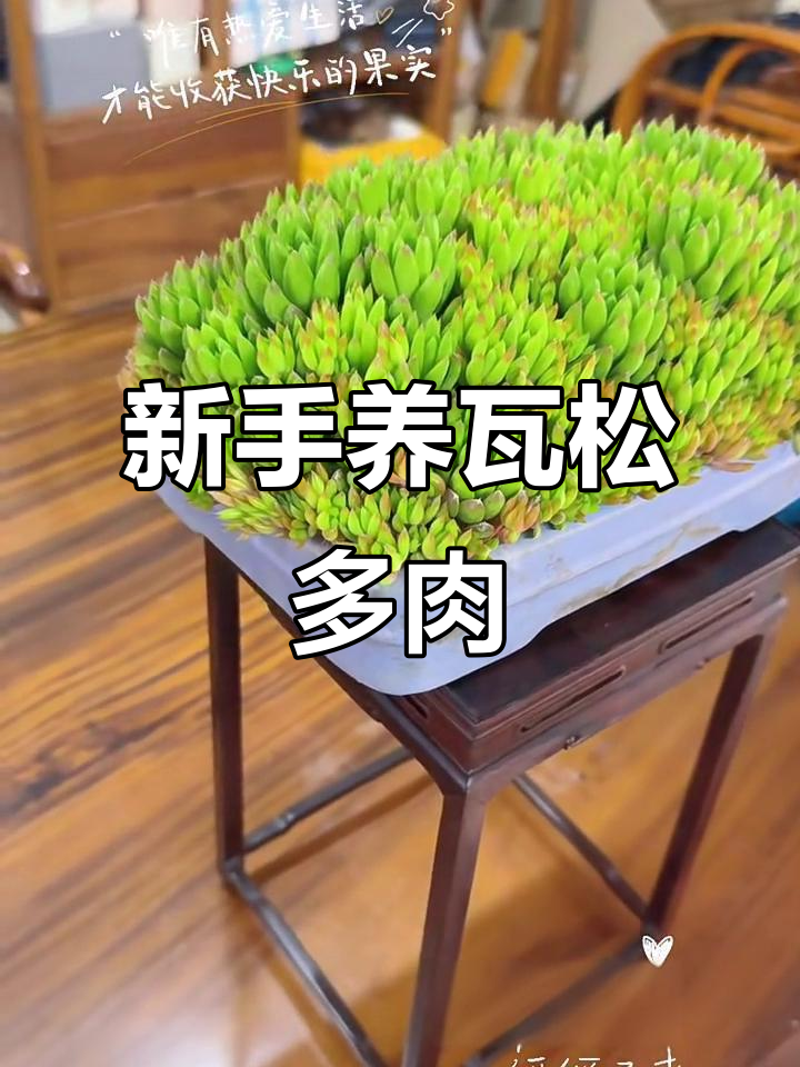瓦松多肉新手养护,桌面盆栽小技巧
