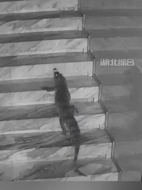 山东德州一酒店深夜惊现鳄鱼“遛弯”,老板:人工养殖鳄鱼,是店内食材,一晚上爬了4个多小时