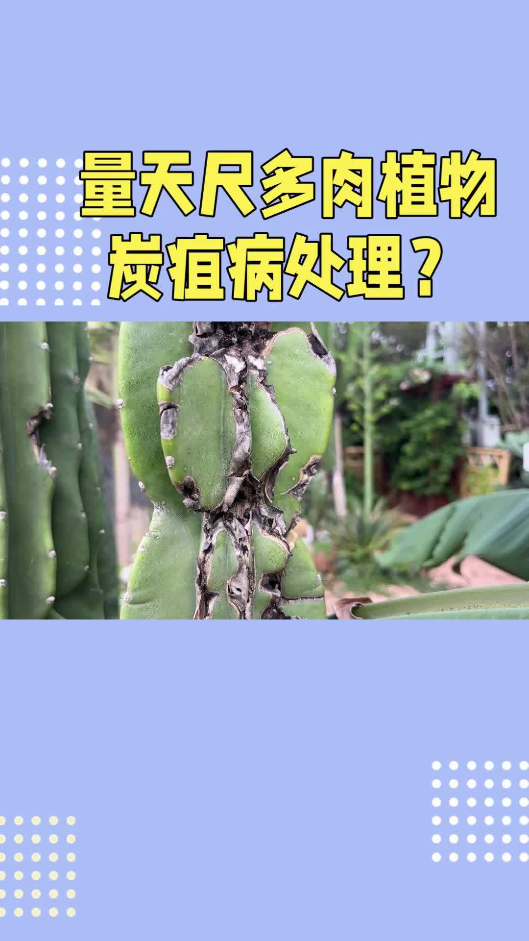 园林绿化 量天尺多肉植物炭疽病如何处理?病虫害防治 多肉植物