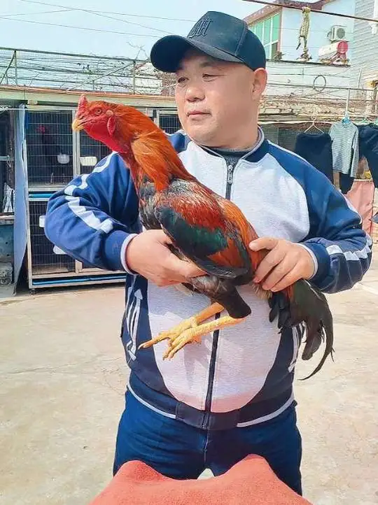 打斗型中原斗鸡