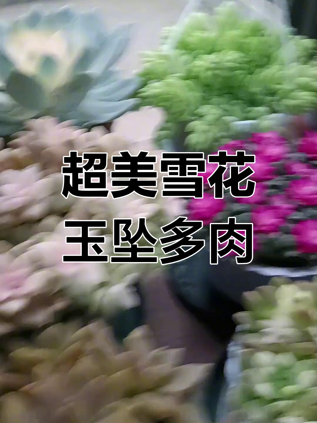 雪花玉坠多肉盆栽,超大老桩造型惊艳登场