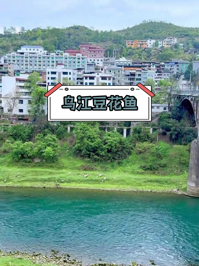 遵义乌江镇的特色美味:野生鲶鱼做的豆腐鱼