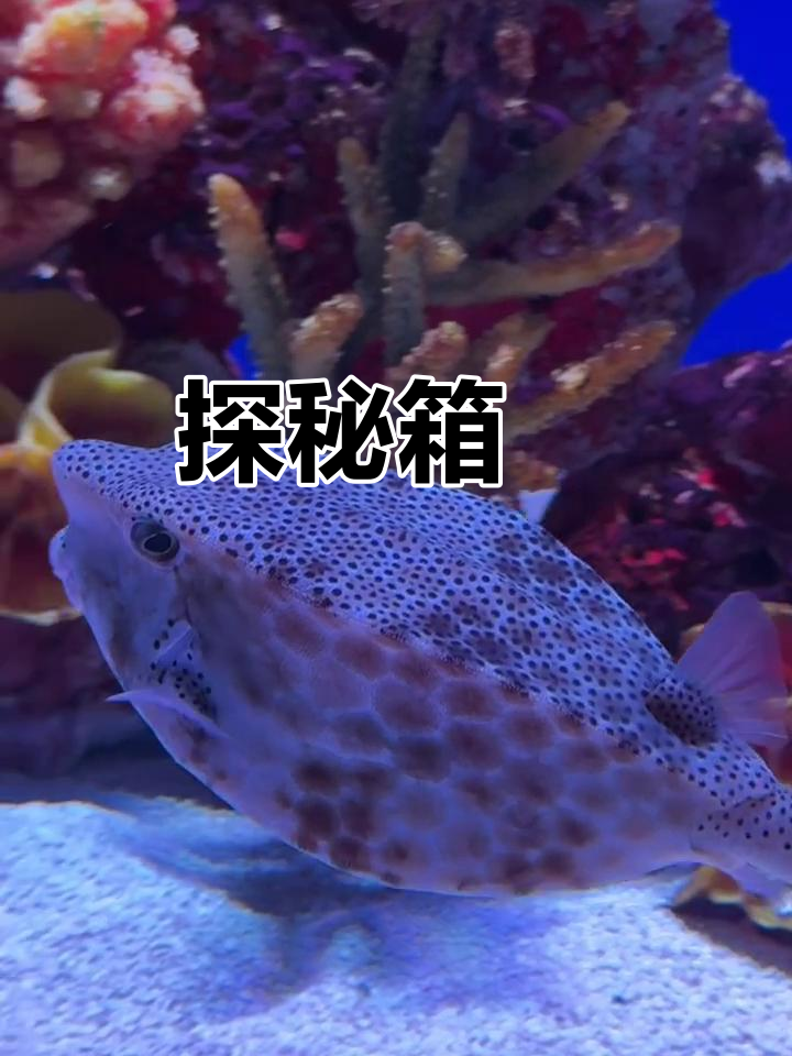 每日一鱼:了解箱鲀的独特魅力