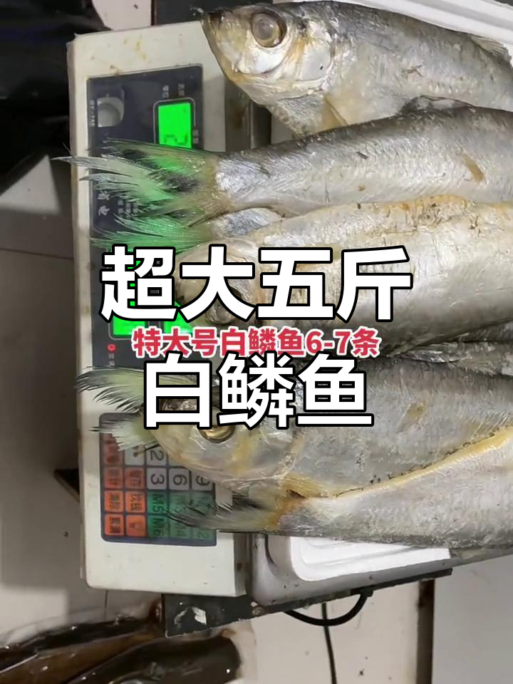 五斤特大号白鳞鱼,七条超大美味等你尝