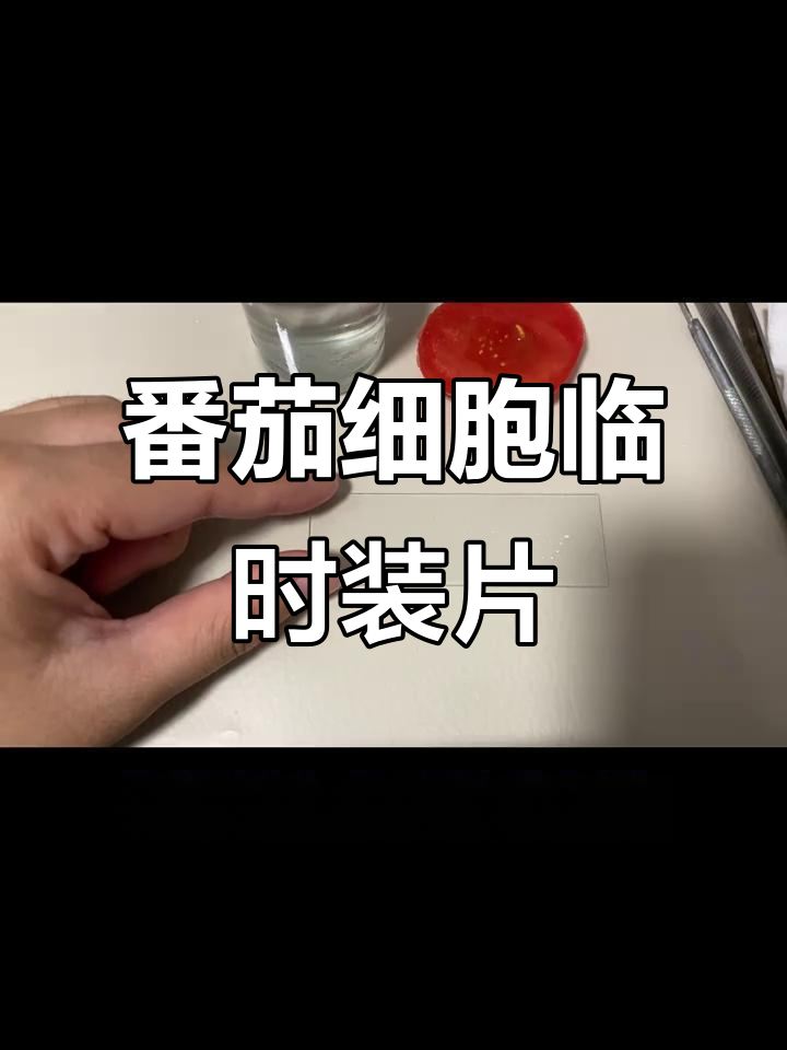番茄果肉临时装片制作,轻松学会细胞观察技巧