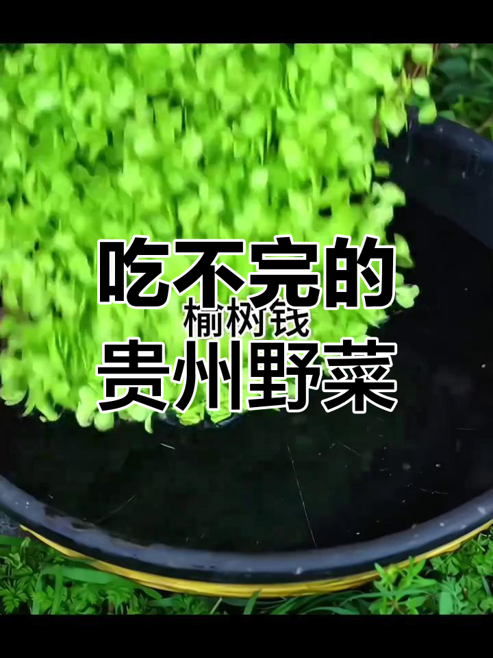 贵州人吃野菜吃到停不下来,真是巴适得很!