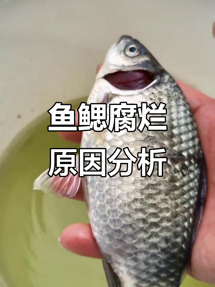 鱼类烂鳃病解析：细菌性与寄生虫性症状区别