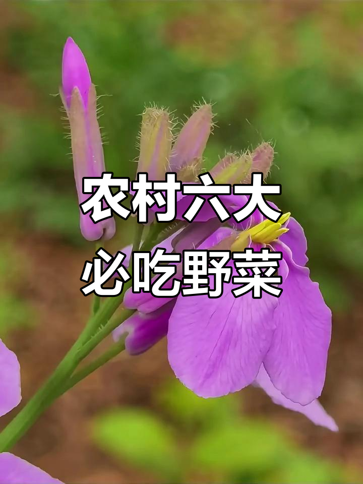 农村常见66种野菜大揭秘:鸭脚板、诸葛菜等美味来袭