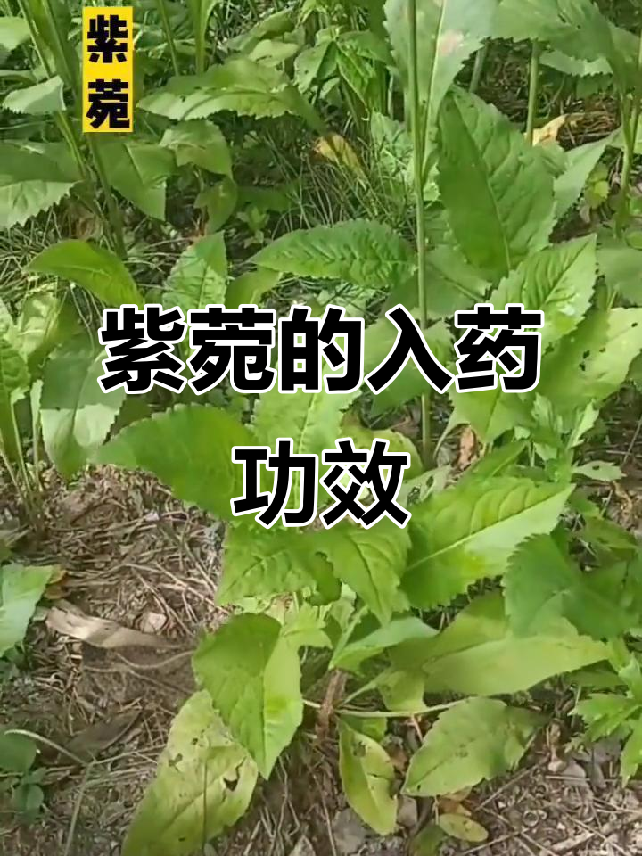 紫菀的药用价值与生长习性,了解这种草本植物的奥秘