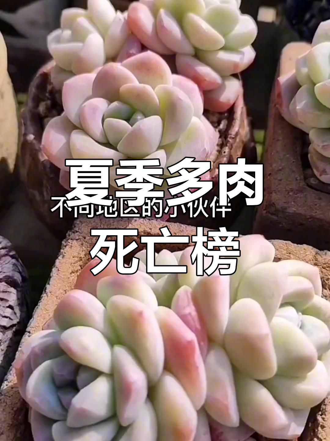 多肉夏季必死名单,这些品种要小心