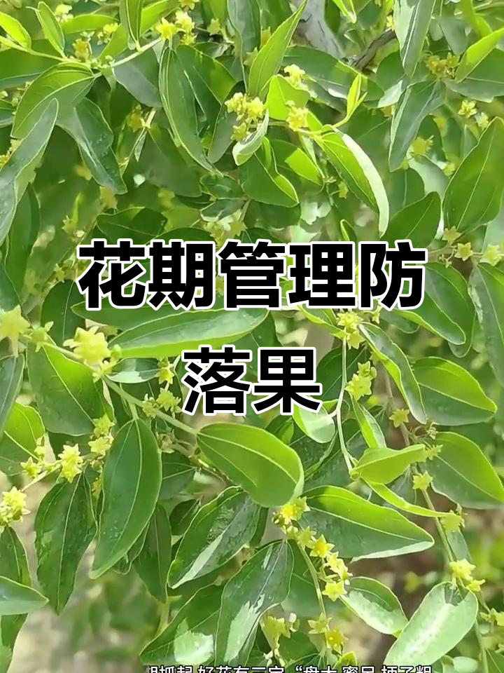 枣花蔫黄影响坐果,如何避免落果多?