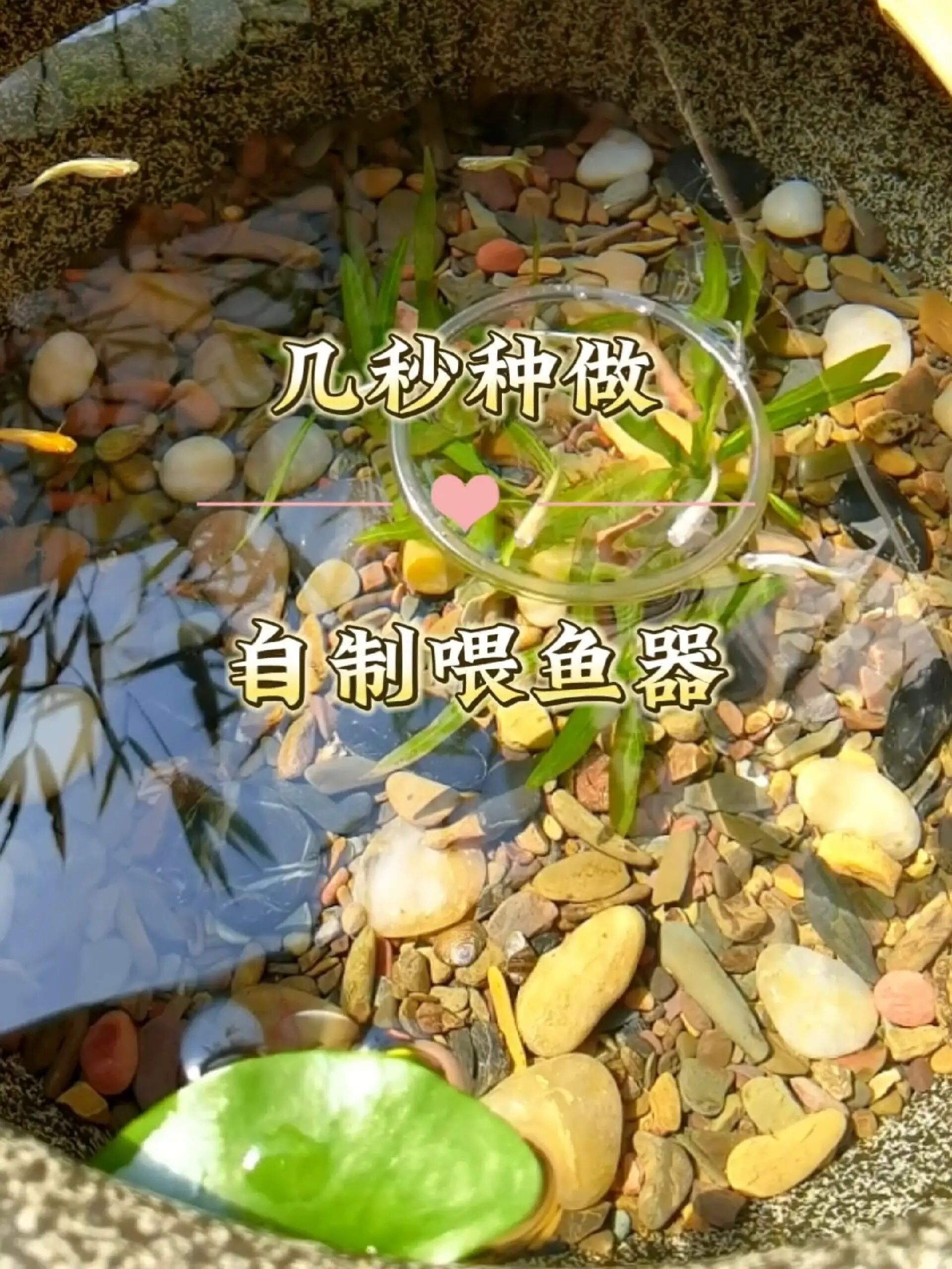 几秒钟教会你!做不花钱的喂鱼器!