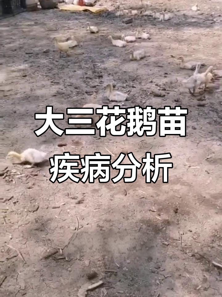 鹅病常见原因及治疗方法，早发现早治疗