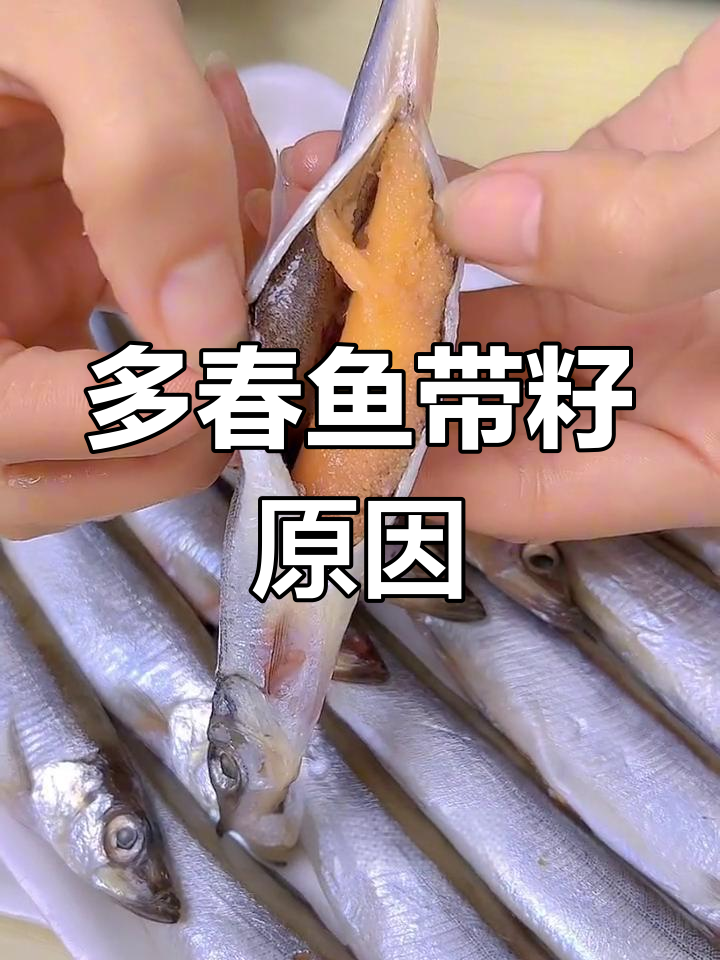 多春鱼为何都有籽?揭秘雌雄差异