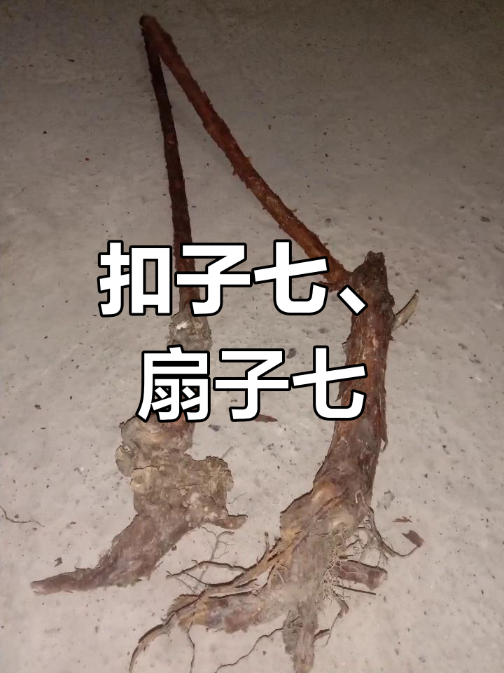 大山深处的野生草药,红刺藤与鸡血七