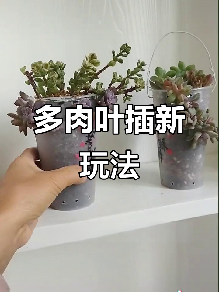 用奶茶杯打造多肉造型,简单又有趣
