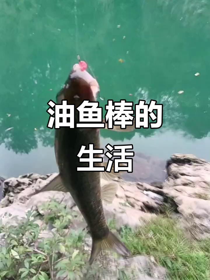 油鱼棒生活在清澈溪流,以硅藻和水生昆虫为食