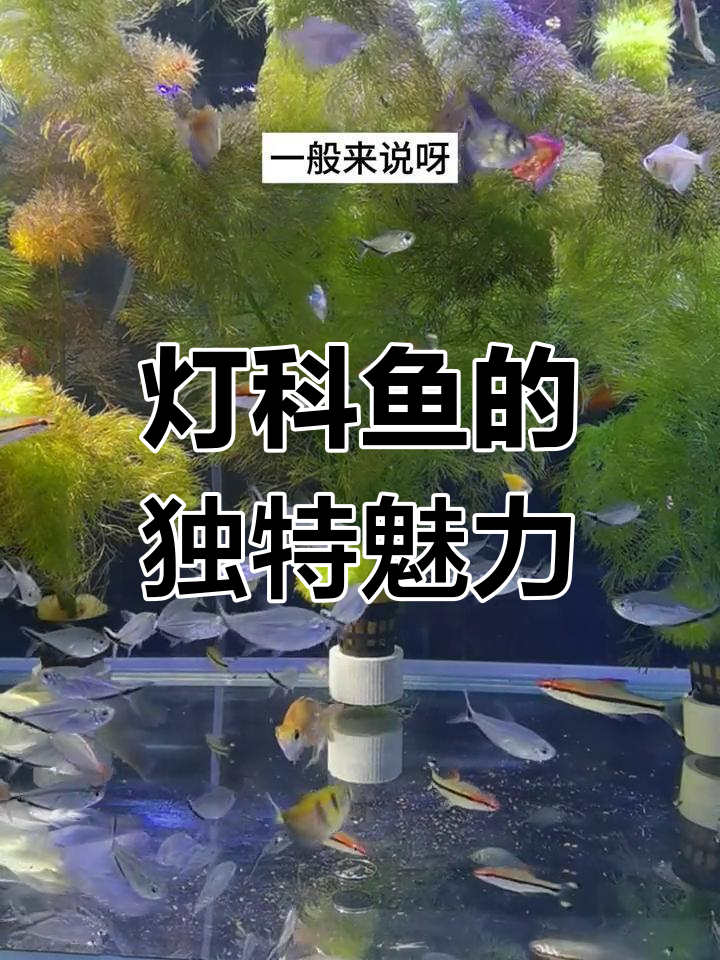 1997年一眉道人鱼灯科鱼类无攻击性