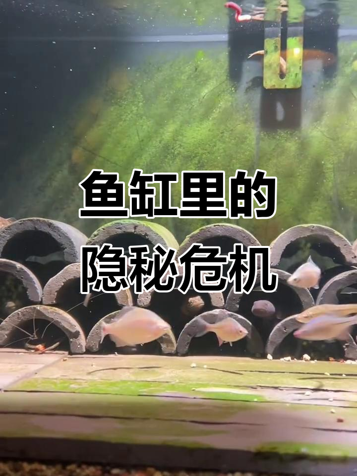 看似平静的鱼缸,实则危机四伏!短棘缟虾虎带来的惊险时刻