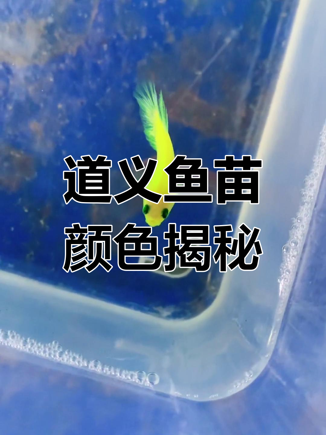 泰国道仪绿荧光小鱼苗