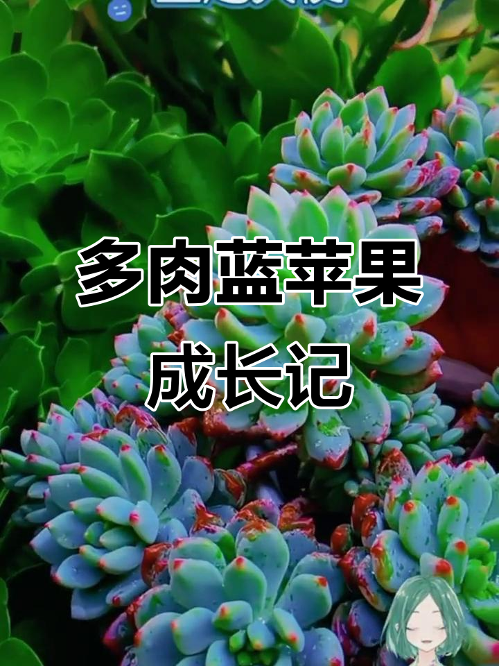 蓝苹果多肉植物：从绿到红，生长变化全解析