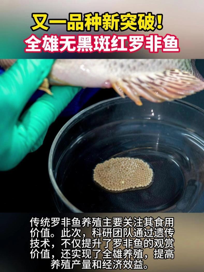 又一新品种突破!全雄无黑斑红罗非鱼并已推向市场!罗非鱼 水产养殖 三农 观赏鱼