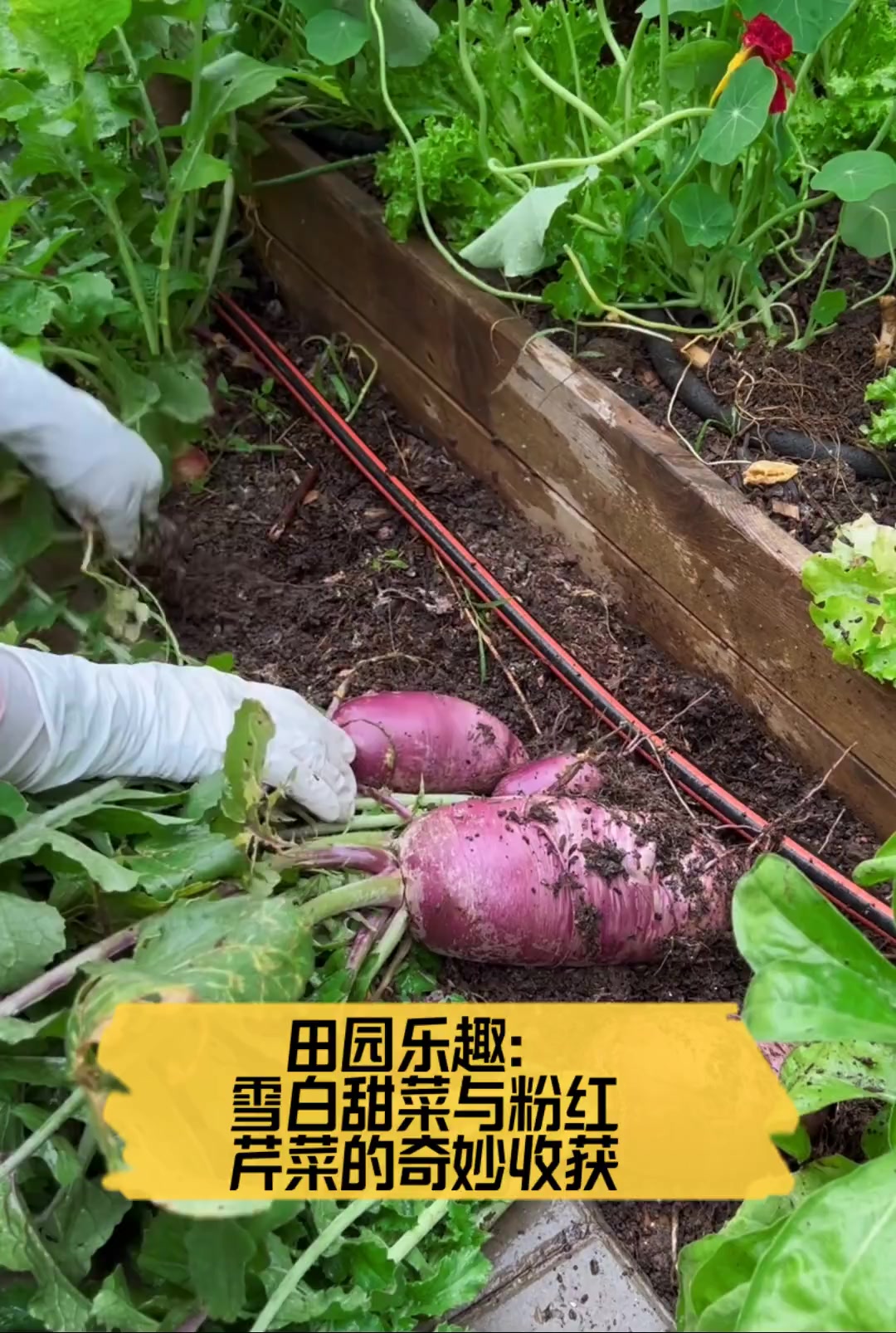 田园乐趣:雪白甜菜与粉红芹菜的奇妙收获