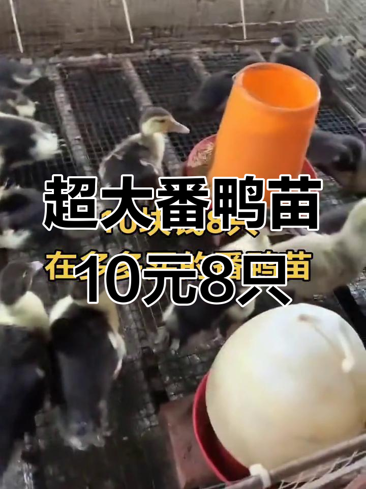 这批番鸭苗真大,10块钱8只超值!
