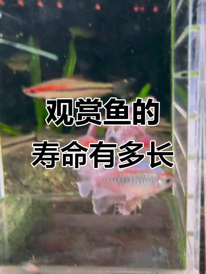 常见观赏鱼寿命大揭秘,哪种能陪你最久?