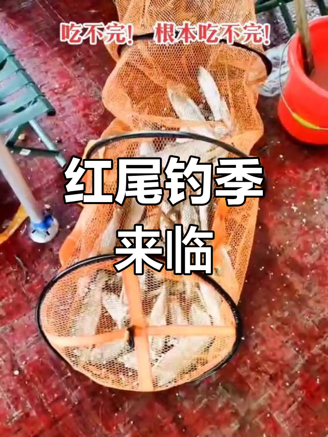 丹江钓鱼黄金季节,红尾鱼大丰收