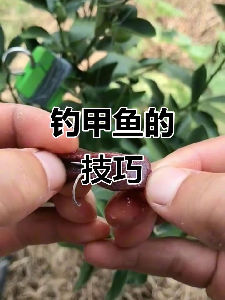 如何用猪肝钓甲鱼?简单步骤教你轻松抓捕