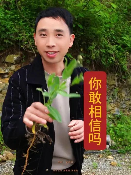 小蓟,也叫刺儿菜 长在地里时农民伯伯特别讨厌,却不知道有这么大的能量,你的家乡还有吗