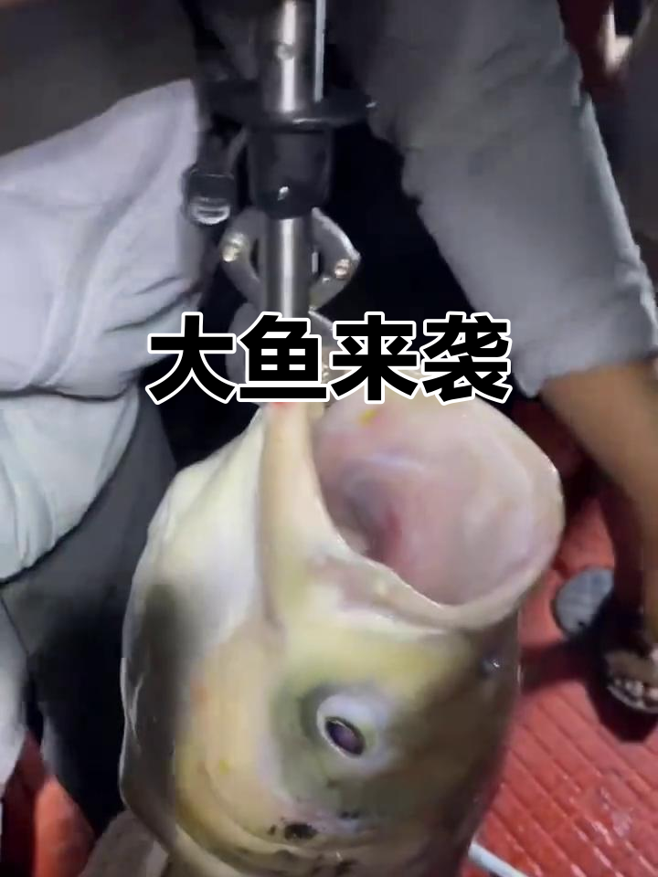 波波与思思捕获超大花鲢,40斤巨物震撼登场!