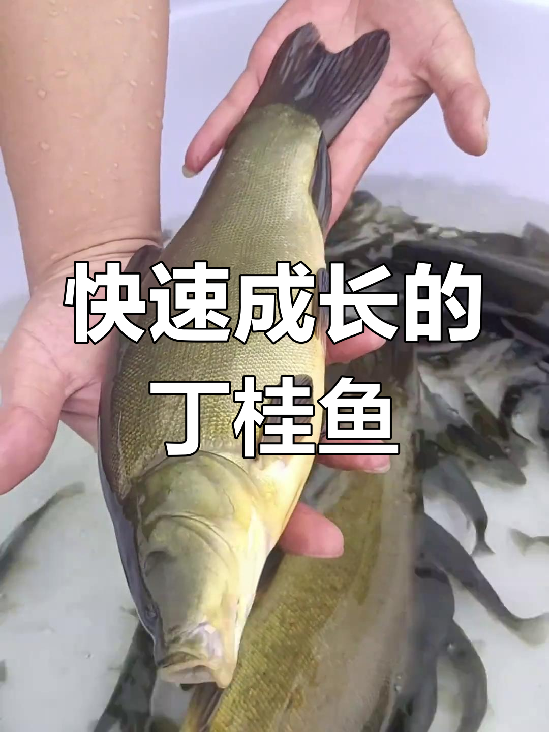 丁桂鱼食性广泛,生长迅速,一年可达数斤