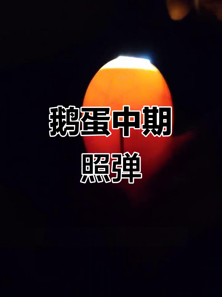 鹅蛋孵化14天，胚胎活力满满，血管清晰可见