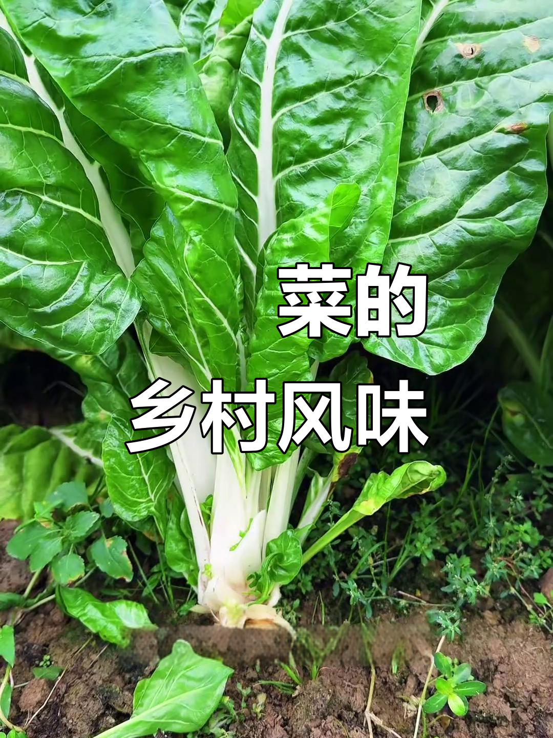 莙荙菜,古朴美味,炒拌皆宜,村里人的家常佳肴