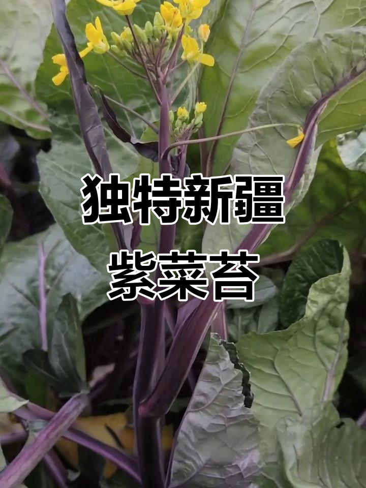 新疆罕见紫菜苔,脆嫩美味又营养