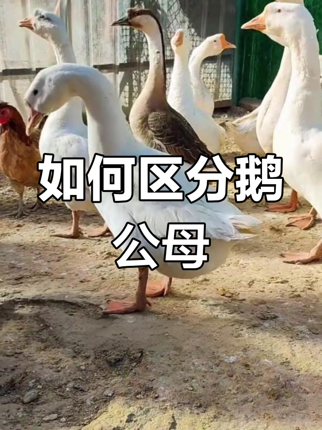 分辨鹅公母,蛋包有玄机