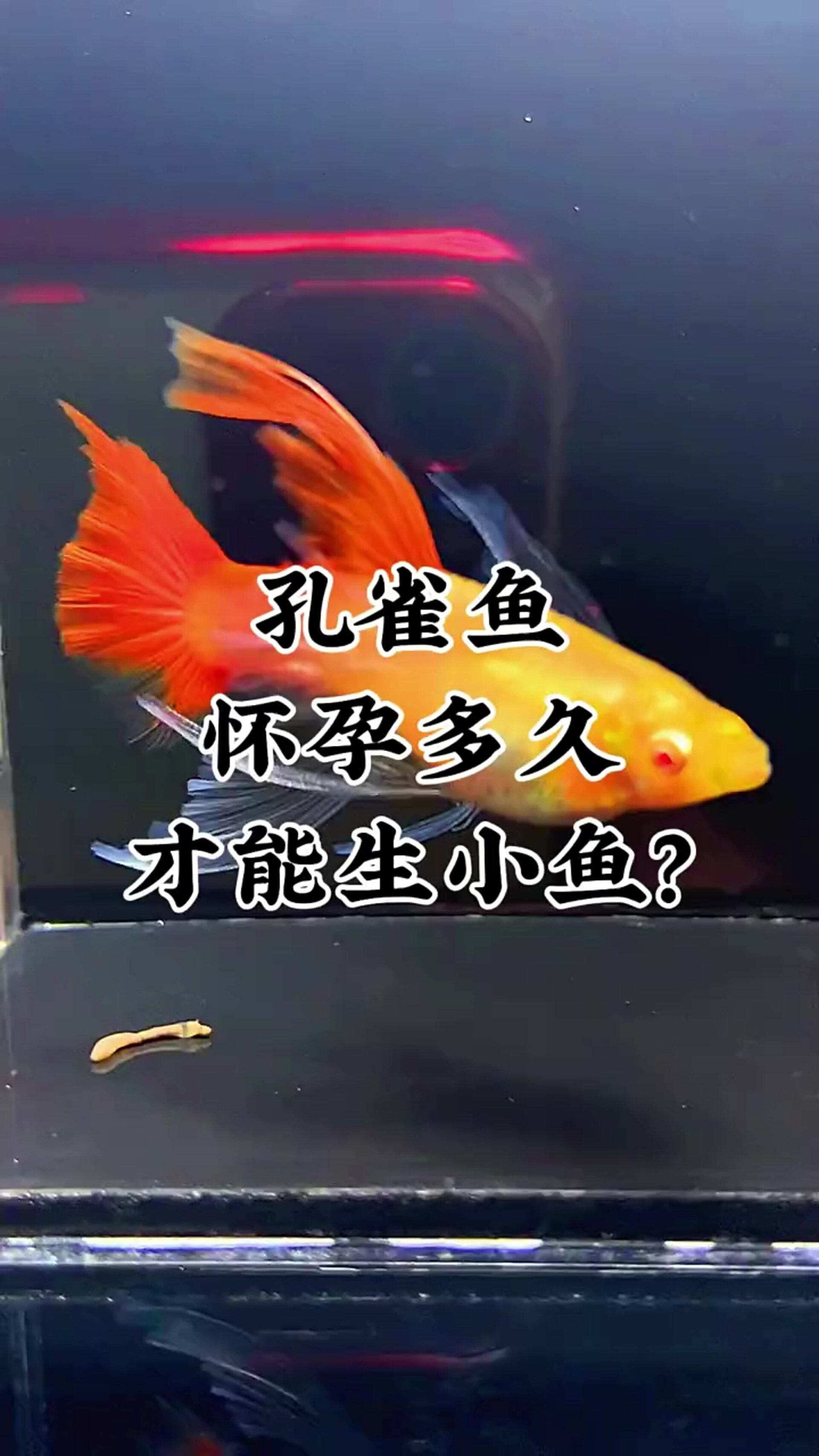 孔雀鱼怀孕多久才能生小鱼