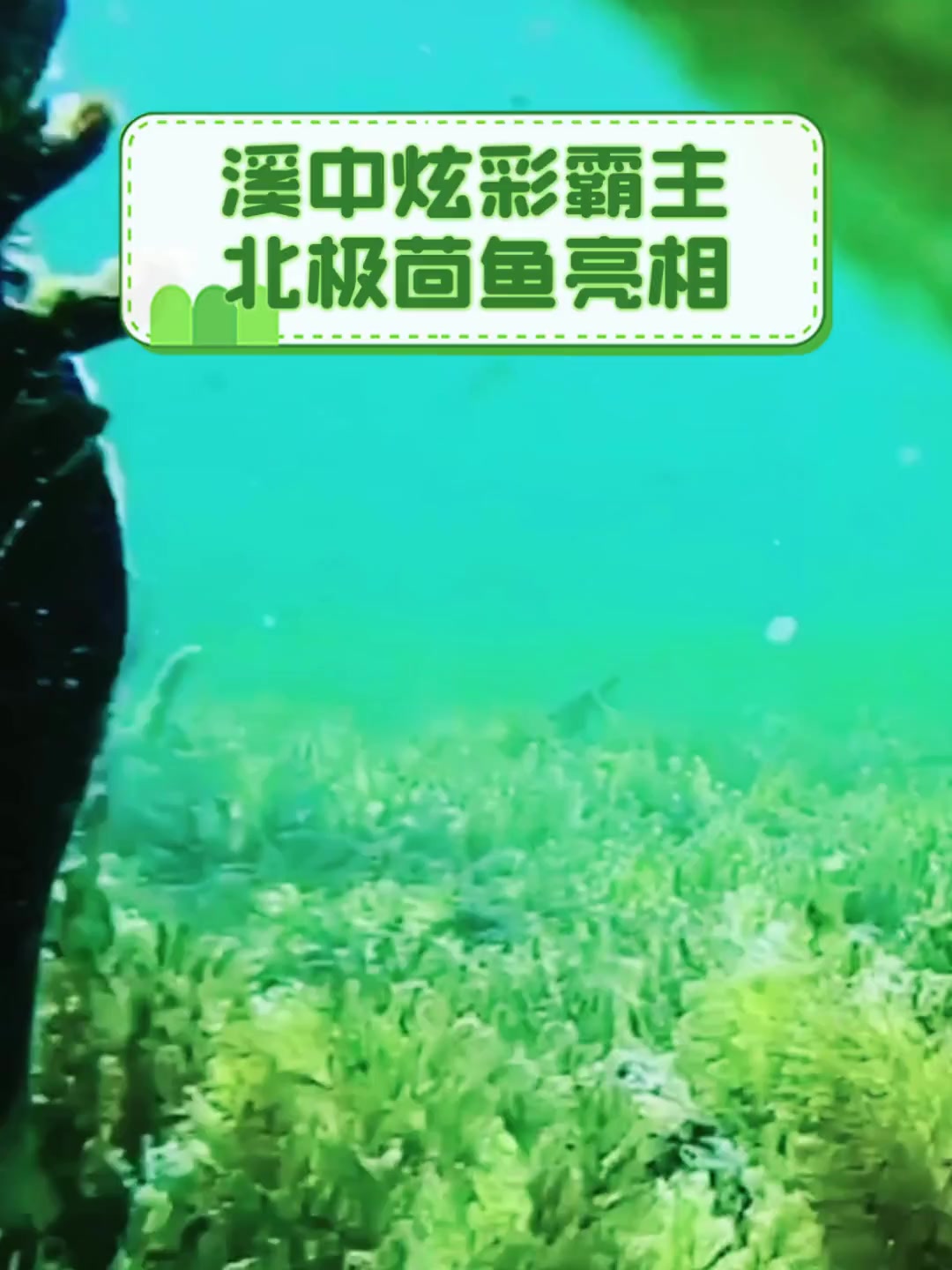 溪中炫彩霸主,北极茴鱼亮相