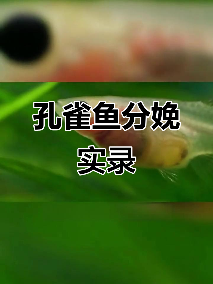 母孔雀鱼生育全过程:从卵到小鱼的奇妙变化