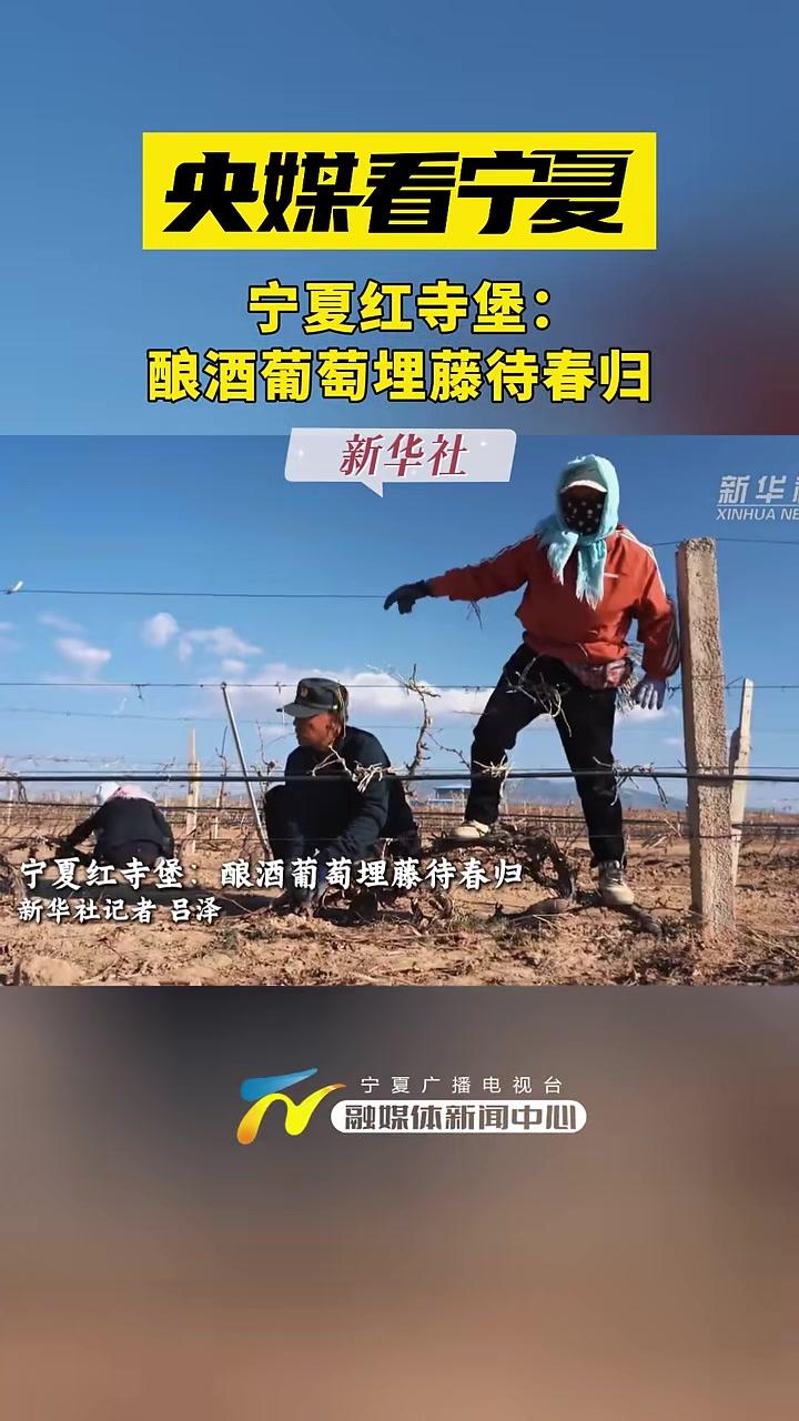 央媒看宁夏丨宁夏红寺堡：酿酒葡萄埋藤待春归 宁夏 葡萄
