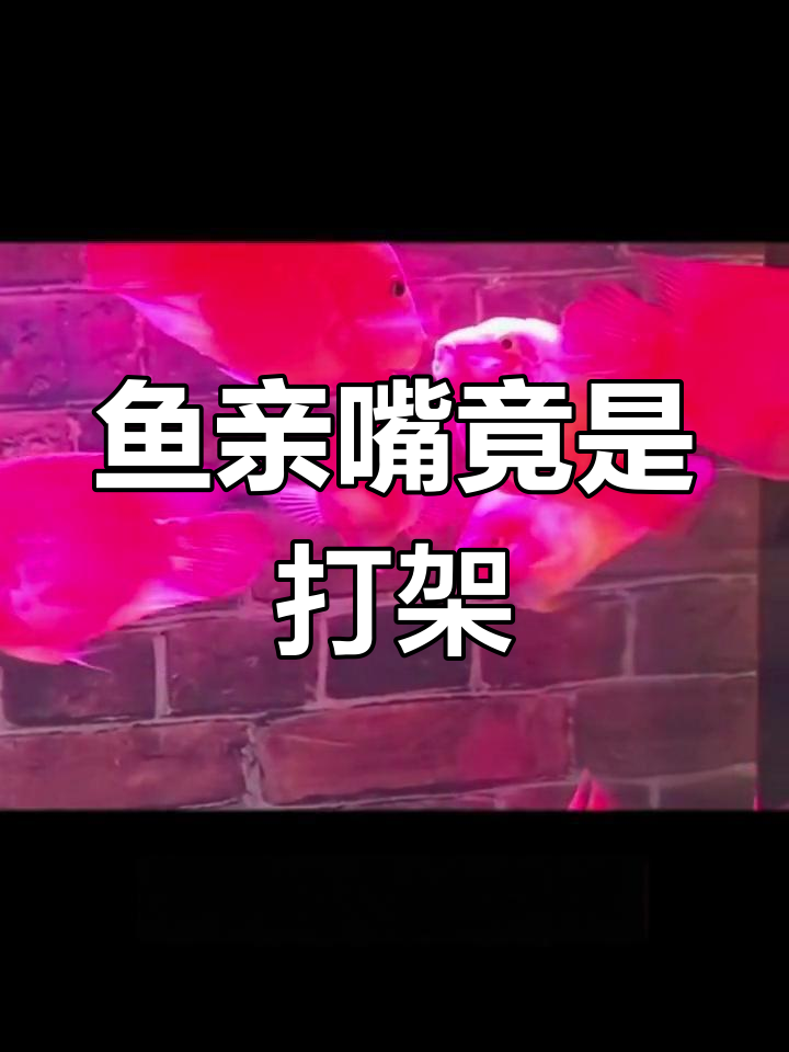 鱼为何会亲嘴?揭秘背后的原因