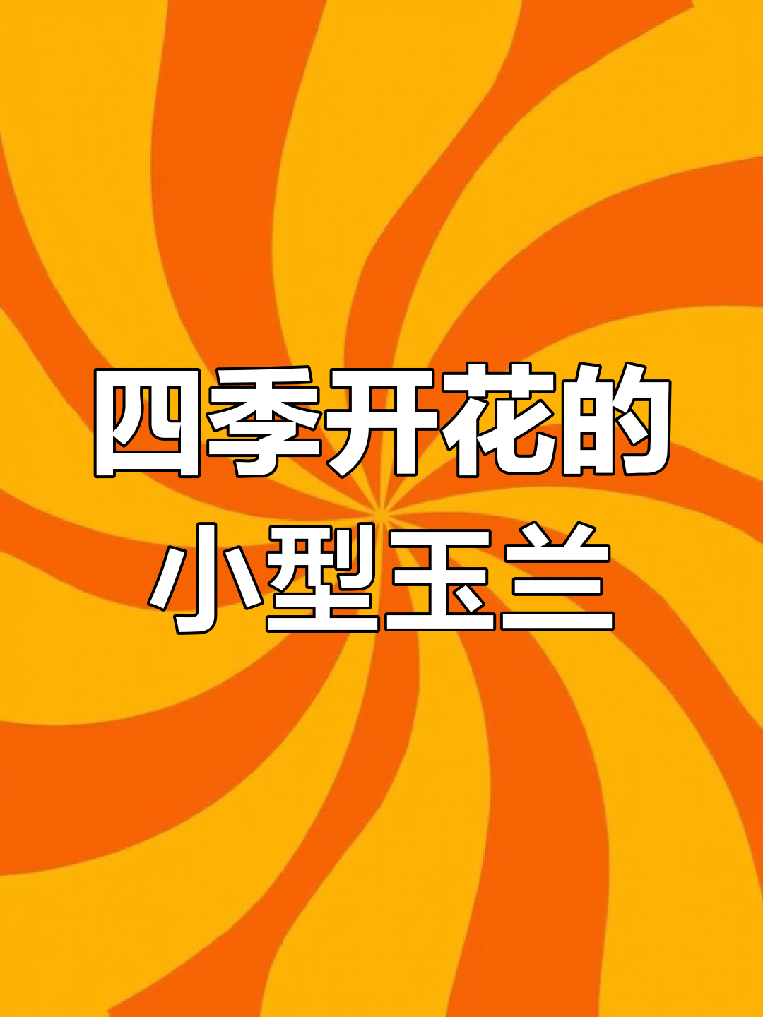 安妮玉兰:低矮灌木,四季常开,适合小花园种植